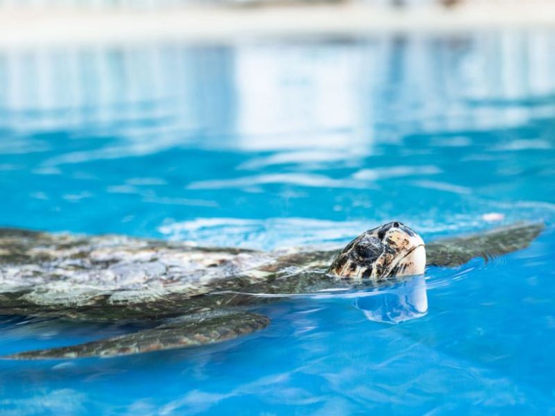 Imagem de uma tartaruga nadando em águas azuis