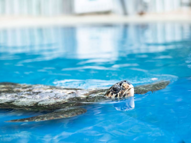 tartaruga boiando em piscina no projeto tamar na praia do forte