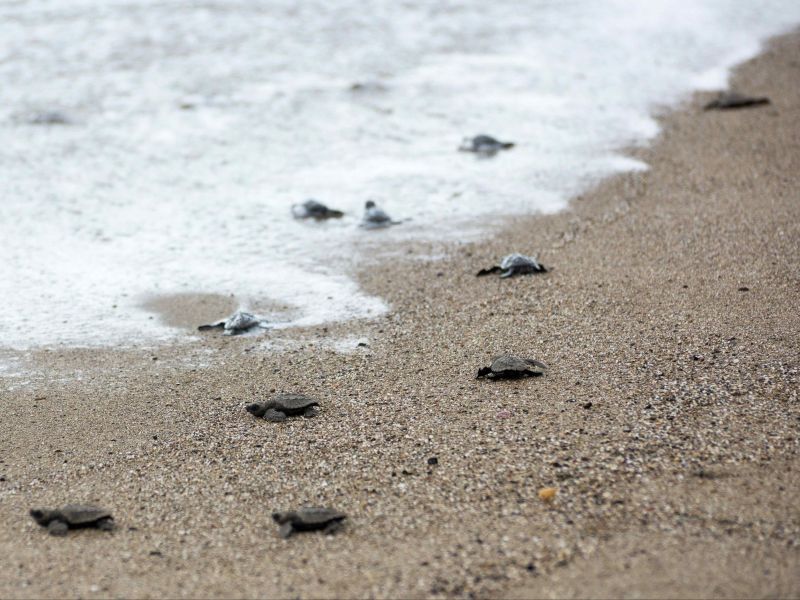filhotes de tartaruga indo para o mar no Projeto Tamar