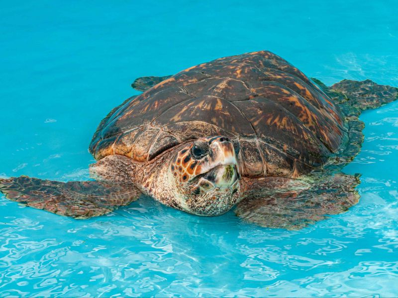Tartaruga marinha em uma piscina de preservação do Projeto Tamar