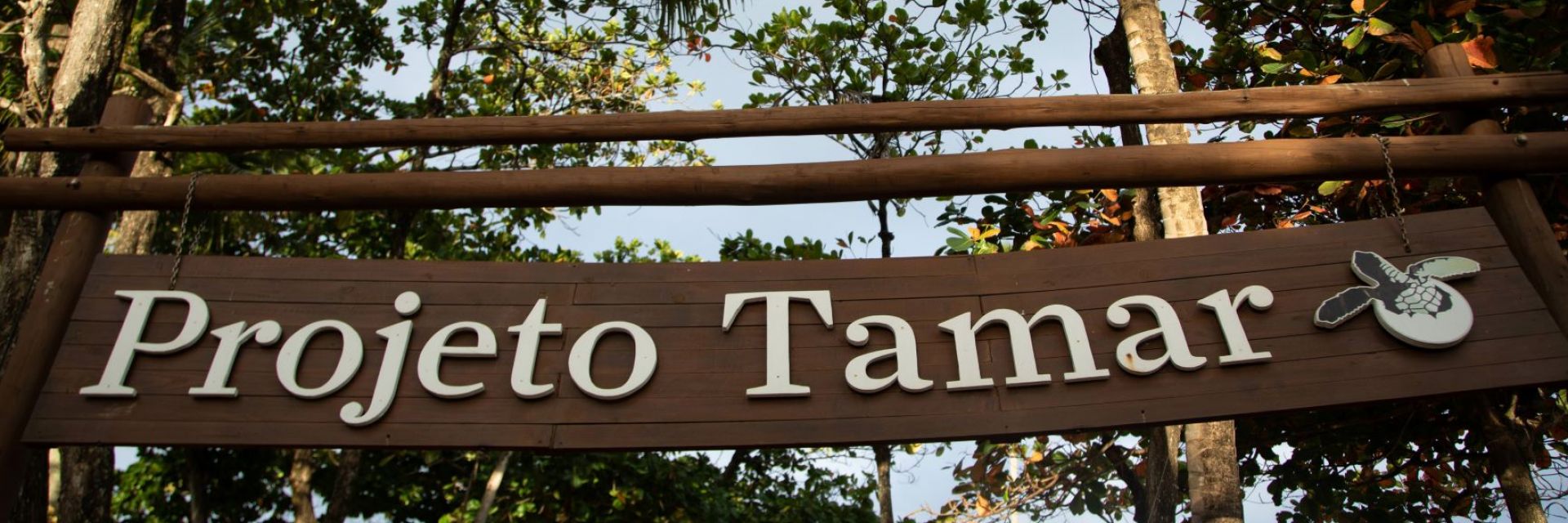 Projeto Tamar: saiba a importância do programa de preservação ambiental 