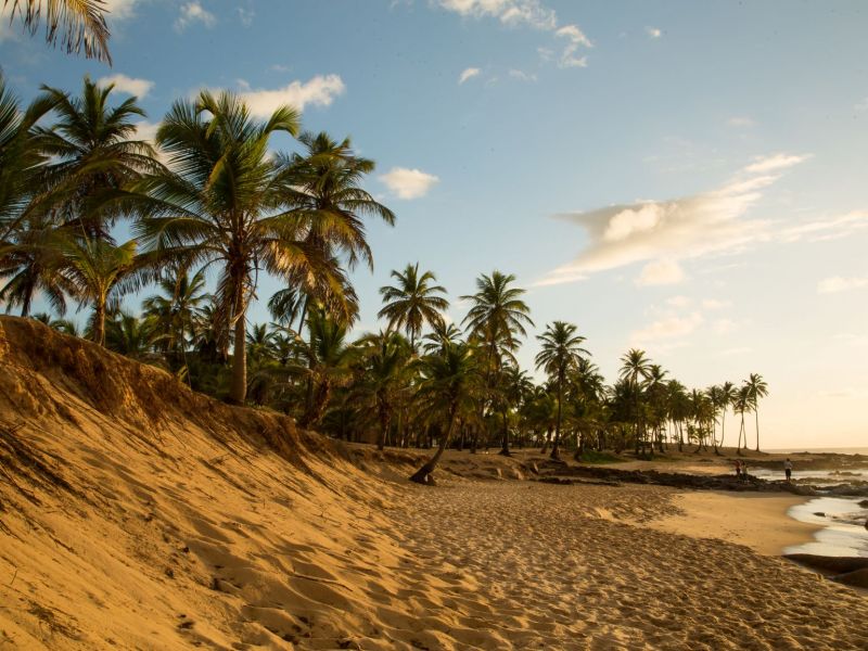 Imagem de uma praia com céu azul e coqueiros