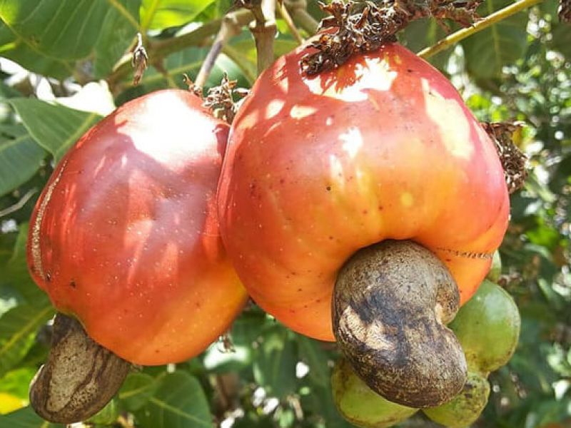 frutas da bahia