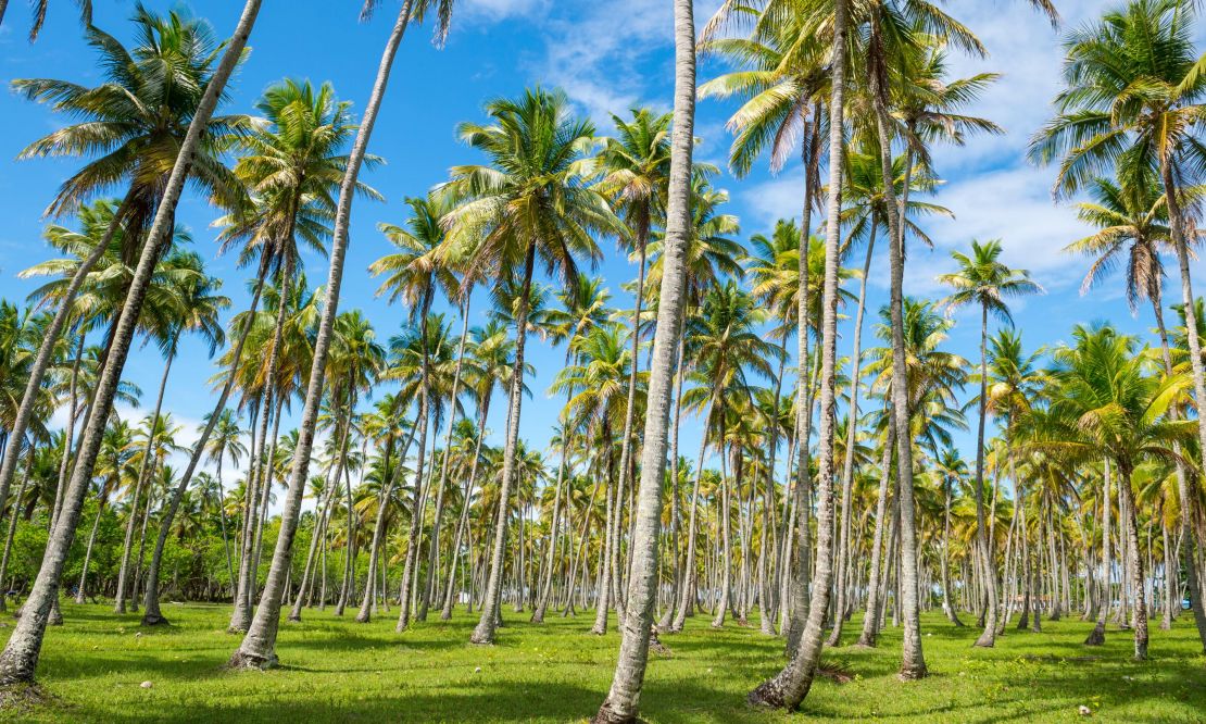 Descubra a Costa dos Coqueiros e viva um pouquinho da Bahia de verdade