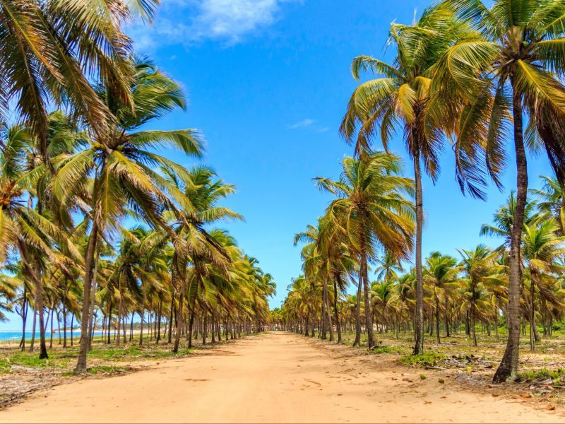 estrada de areia em Porto de Sauípe, na Bahia. Ambos os lados da pequena estrada estão repletas de coqueiros, com o mar ao fundo