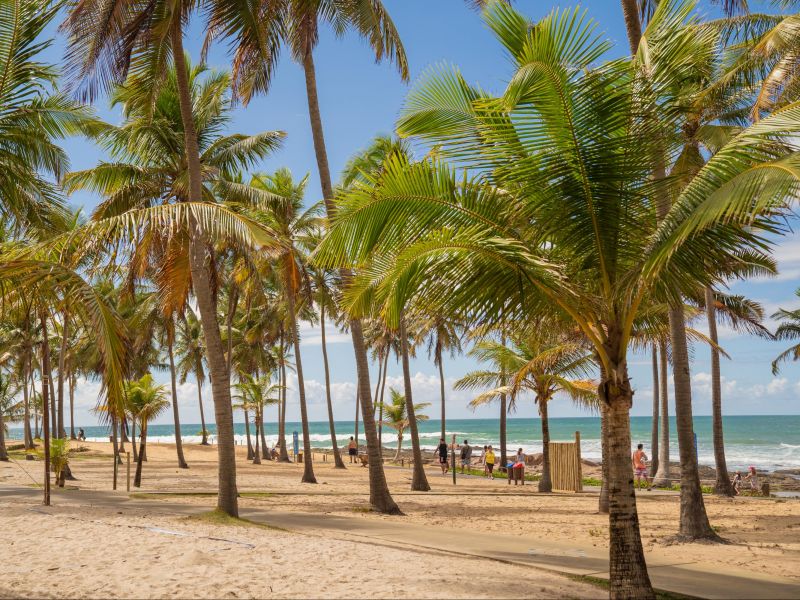 Coqueiros na areia de Costa do Sauípe, com pessoas caminhando até a praia