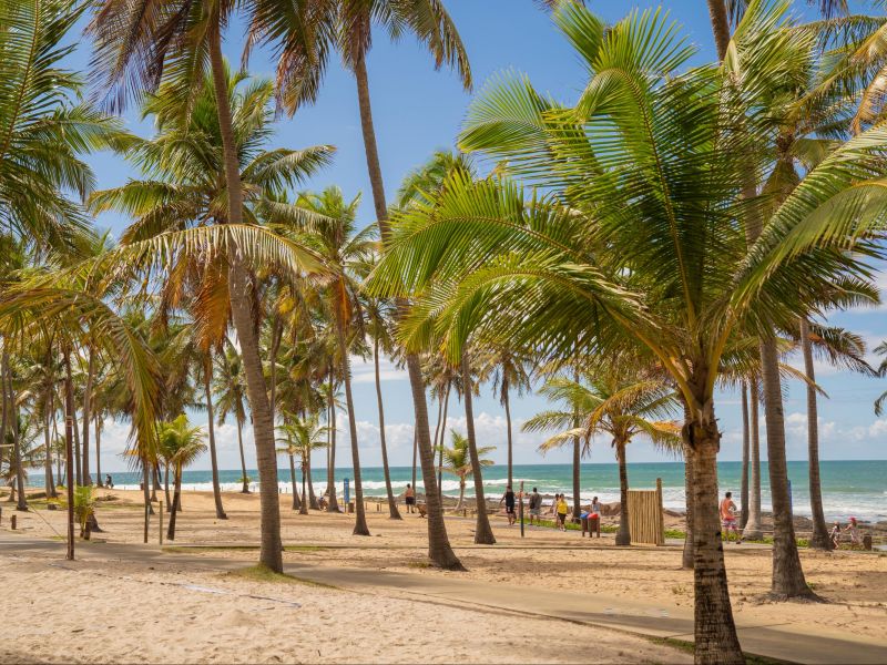 Coqueiros na areia de Costa do Sauípe, com pessoas caminhando até a praia