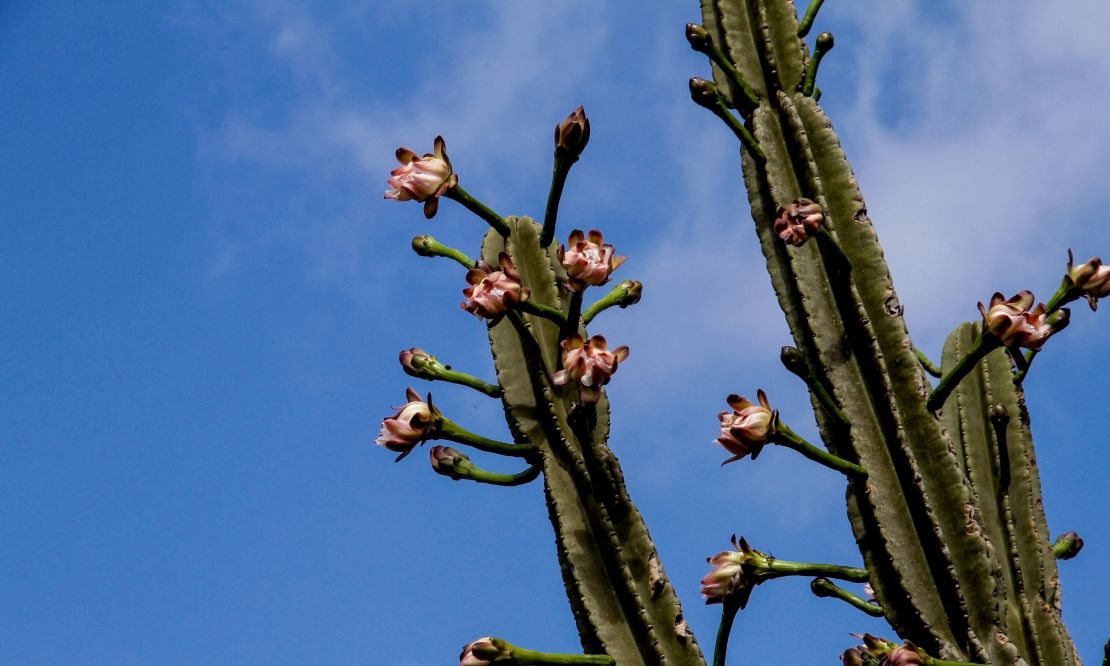 Saiba mais sobre o Mandacaru, um fruto que se tornou um símbolo nordestino