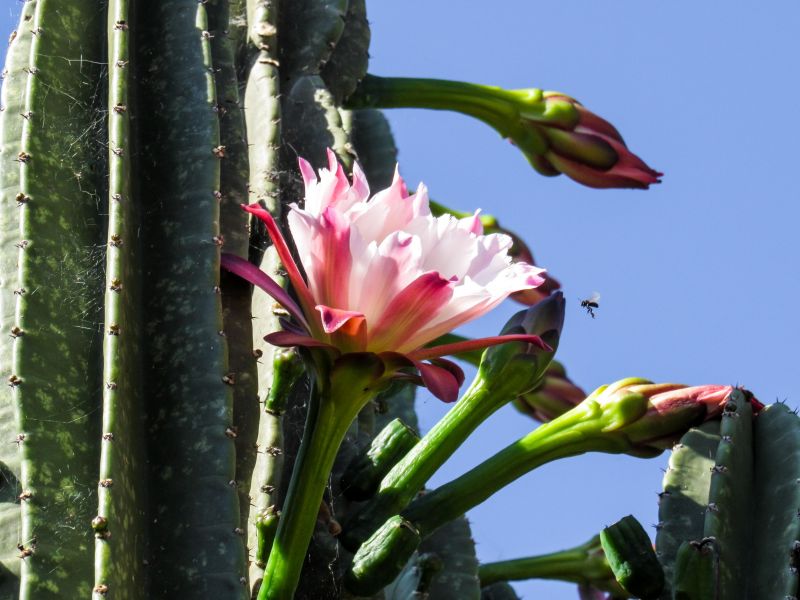 Flor rozada do mandacaru, surgindo do cacto