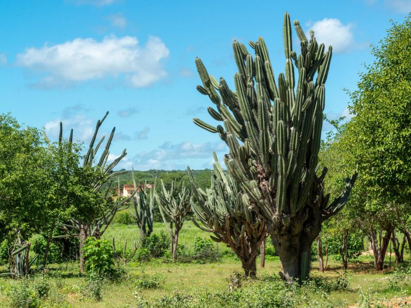 Plantação de mandacaru, de onde são colhidos os pequenos frutos vermelhos