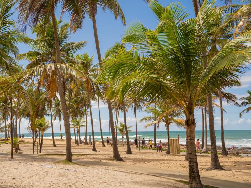 Palmeiras por entre o caminho que leva à praia em Costa do Sauípe