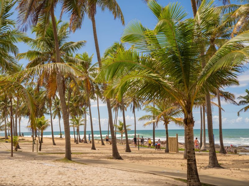 Palmeiras por entre o caminho que leva à praia em Costa do Sauípe